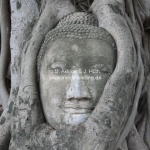 Der berühmte eigewachsene Kopf im Wat Mahattat in Ayutthaya / Thailand