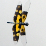 Libelle im Flug - neue Herausforderung der Insektenfotografie ;-)