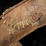 Grandioser Gecko