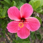 Pink Hibiscus aus Brunei