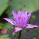 Eine Seerose / Lotusblume