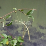 Stickinsect