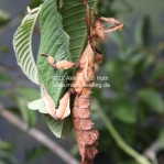 Dead Leaf Insect
