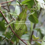 Leaf Insect