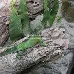 Grüner Lizard