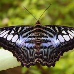 Exotische Schmetterlinge aus Malaysia