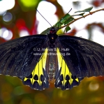 Exotische Schmetterlinge aus Malaysia