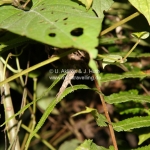 Ein "Stick Insect" im Taman Negara National Park