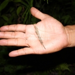 Ein "Stick Insect" im Taman Negara National Park