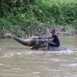 Das Elefantencamp in Temerloh