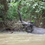 Das Elefantencamp in Temerloh