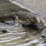 Watermonitor Lizard auf Pulau Tioman