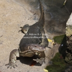 Watermonitor Lizard auf Pulau Tioman