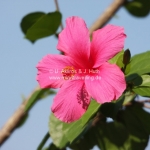 Pink Hibiscus - Malaysia's National Flower