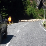 Und wieder jagen wir die Schafe die Straße hinunter