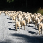 Frieren frischgeschorene Schafe eigentlich?