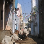 Straßenszene in Dwarka / Gujarat / Indien