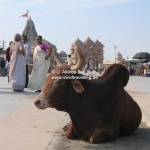 Die heilige Kuh am Somnath Tempel in Veraval