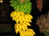Halbreife Bananenstaude