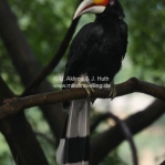 Rhinoceros Hornbill / Nashornvogel