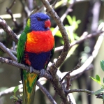 und Schnulls Lieblingsvogel: ein Rainbow Lorikee
