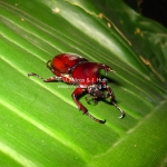 Ein prächtiger Käfer mit Hörnern