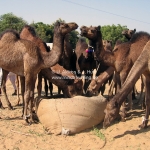 Kamele auf der Camel Fair in Pushkar