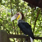 Hornbill / Nashornvogel