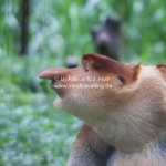 Proboscis Monkeys / Nasenaffen in Sabah / Borneo