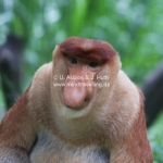 Proboscis Monkeys / Nasenaffen in Sabah / Borneo