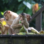 Die anderen Affen holen sich die Reste in Sepilok / Sabah / Borneo