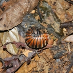 Insekt im Regenwald in Sabah / Borneo