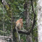 Proboscis Monkeys / Nasenaffen im Bako National Park / Sarawak / Borneo 