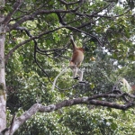 Proboscis Monkeys / Nasenaffen im Bako National Park / Sarawak / Borneo 