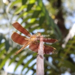 Lächelnde Libelle in Sarawak
