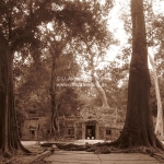 Eingewachsener Ta Phrom Tempel in Siem Reap / Cambodia