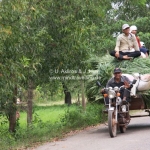Ochsenkarren auf dem Weg zum Beng Melea Tempel