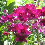 Orchideen Garten in Singapur