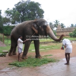 Der Tempelelefant von Tanjavur