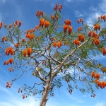 Feuerbaum